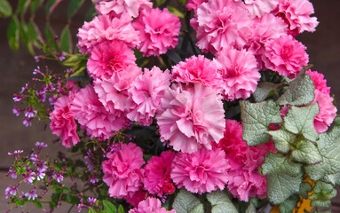 フラワーアレンジメント　ミニカーネーション