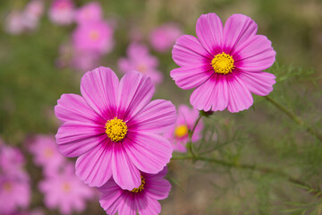 穂谷のコスモスの里