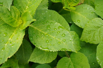 葉上の水滴、紫陽花、水滴、雨と葉っぱ、植物、水泡、天使の涙、雨、五月の花