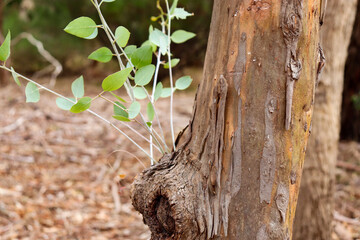 new growth leaves on eucalyptus tree trunk