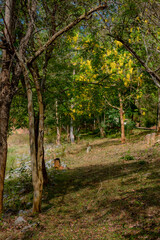 Fototapeta premium Beautiful and bright nature background images. 