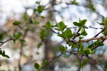 Fresh spring leaves bloomed on a tree branch.