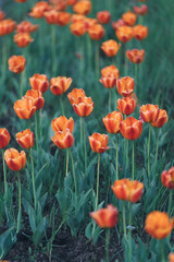 Fototapeta premium 美しいチューリップ