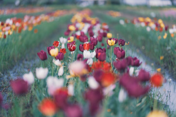 色とりどりの世界のチューリップ