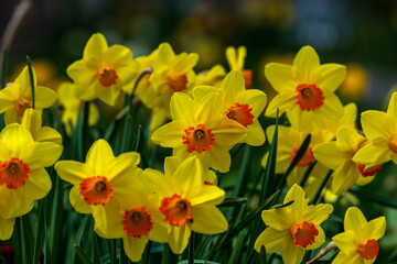 Obraz na płótnie Canvas Daffodil blooms. Shot in Toronto.