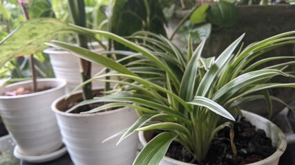 aloe vera plant