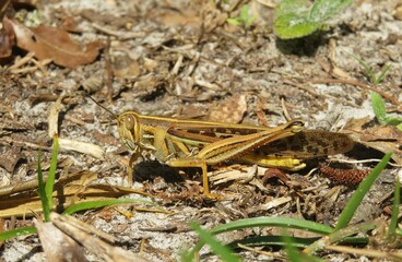 Beautiful exotic grasshopper on ground in Florida nature