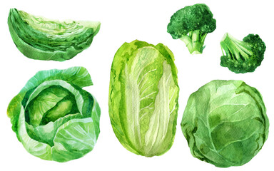 Watercolor illustration, set. Cabbage. Watercolor drawing of vegetables.