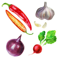 Watercolor illustration, set. Radish, garlic, pepper, onion. Watercolor drawing of vegetables.