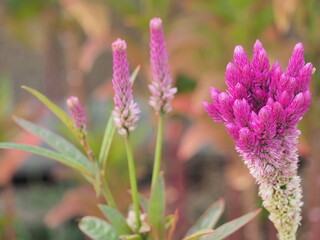 close up of a flower