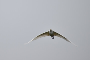 seagull flying in the sky