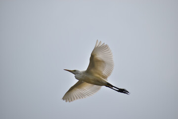 black headed gull in flight