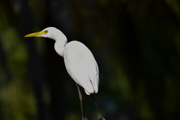 snowy egret ardea alba