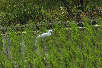 snowy egret in the grass