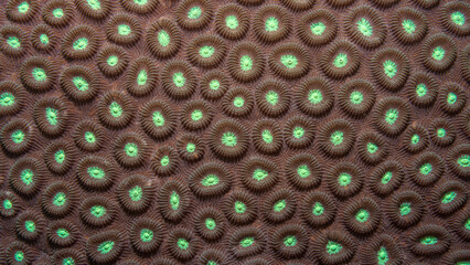 Detail of hard coral in brown. Closeup photo of the underwater life of a coral reef, perfect for...