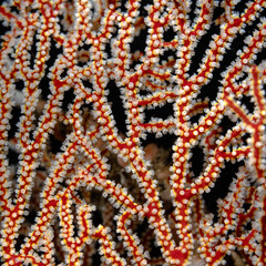 macro picture of red coral. A close-up photo of the underwater life of a coral reef, perfect for a texture or screen saver