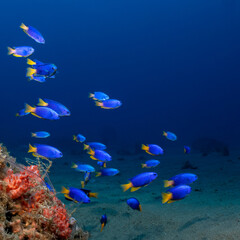 a group of blue fish with yellow tails swim in the sea on a blue background