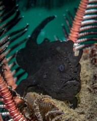 Black color frog fish portrait