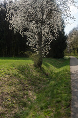 beautiful apple tree blossom in spring in south germany sunny afternoon