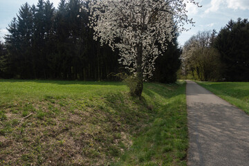 Fototapeta na wymiar beautiful apple tree blossom in spring in south germany sunny afternoon