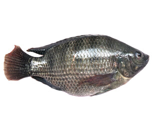 Single Nile Tilapia fish on white background. Tilapia fish is a famous and important domestic produce food in Thailand.
