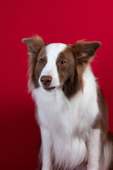 border collie portrait on red background