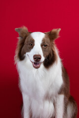 border collie portrait on red background