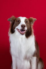 border collie portrait on red background