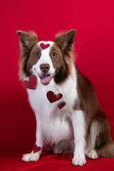 border collie portrait on red background