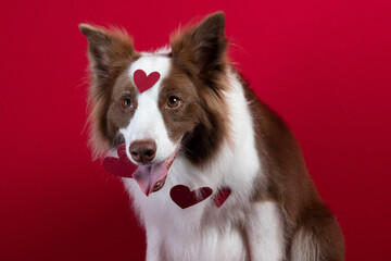 border collie portrait on red background