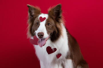 border collie portrait on red background