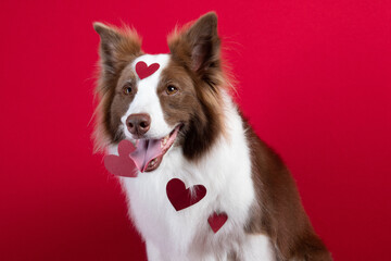 border collie portrait on red background
