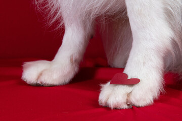 border collie portrait on red background