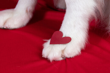 border collie portrait on red background