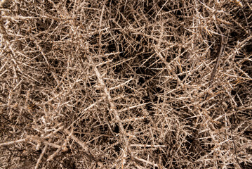 Twigs and thorns of tumbleweed as background