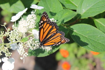 Obraz premium butterfly on a flower