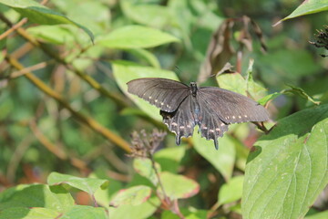butterfly on leaf