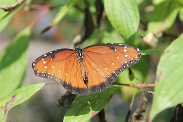 butterfly on leaf