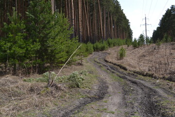 railway in the woods