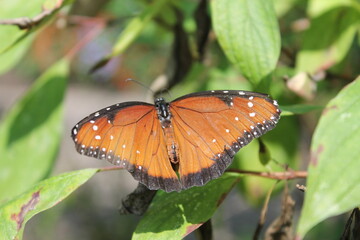Obraz premium butterfly on leaf