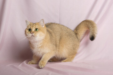 British Shorthair cat lying on white table.