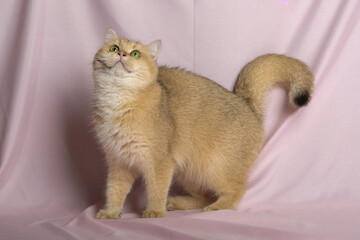 British Shorthair cat lying on white table.