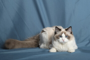 British Shorthair cat lying on white table.