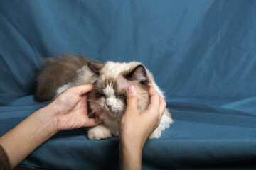 British Shorthair cat lying on white table.