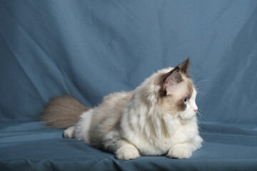 British Shorthair cat lying on white table.