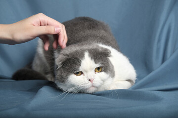 British Shorthair cat lying on white table.