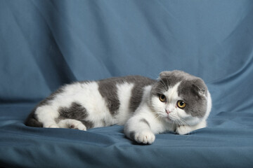 British Shorthair cat lying on white table.