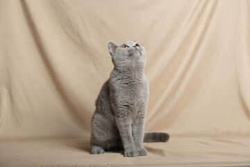 British Shorthair cat lying on white table.