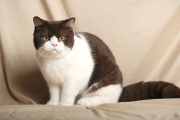 British Shorthair cat lying on white table.