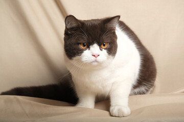 Obraz na płótnie Canvas British Shorthair cat lying on white table.